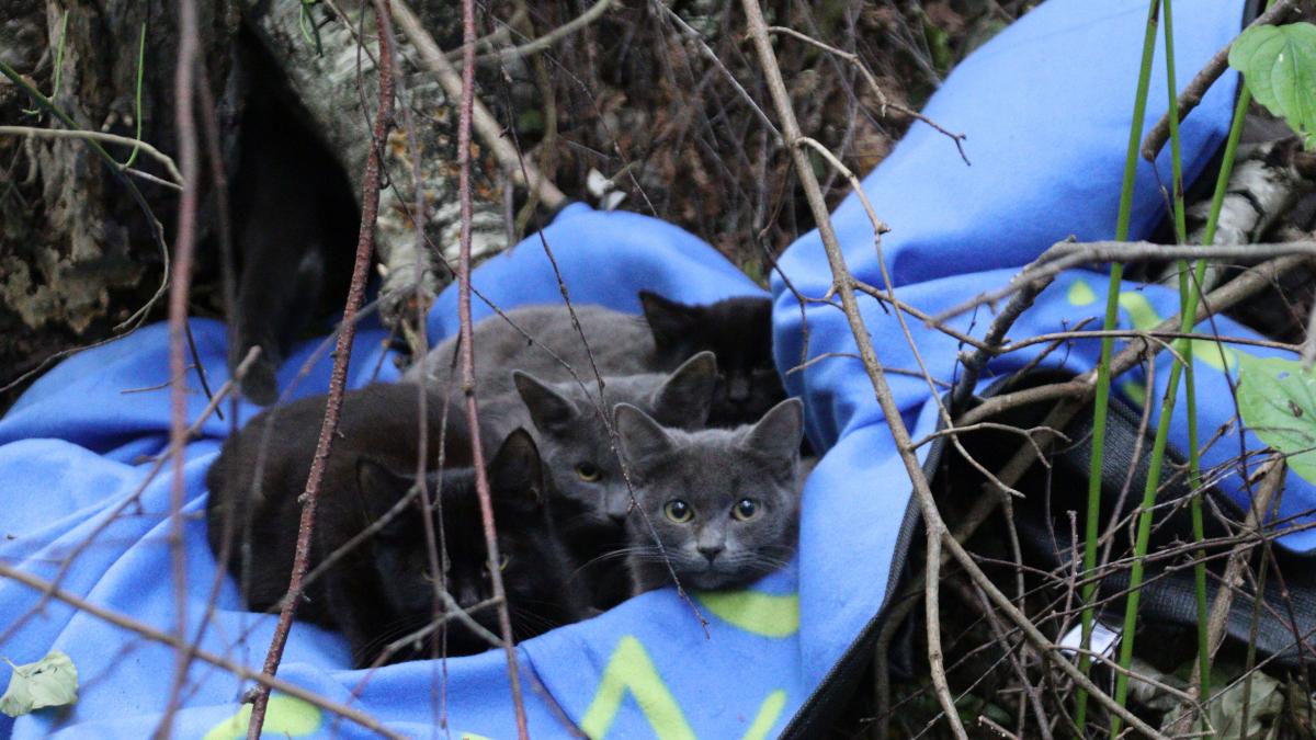 Außgesetzte Katzen im Wald auf blauem Tuch