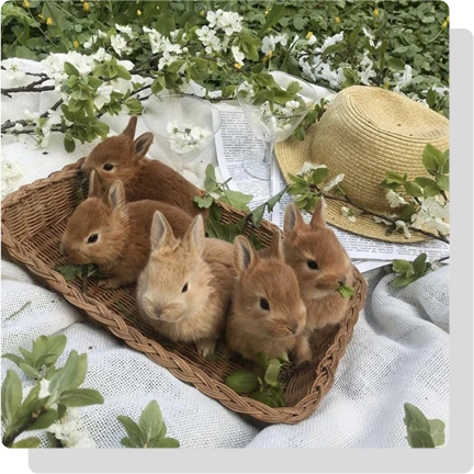 Kaninchen in einem Korb