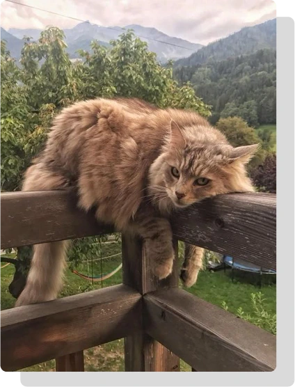 Katze auf einem Holzbalken